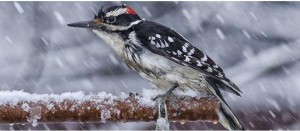 Be a Citizen Scientist at Home with Project FeederWatch