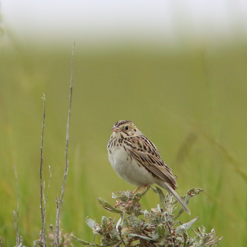 A Baird's Sparrow perched on a shrub.