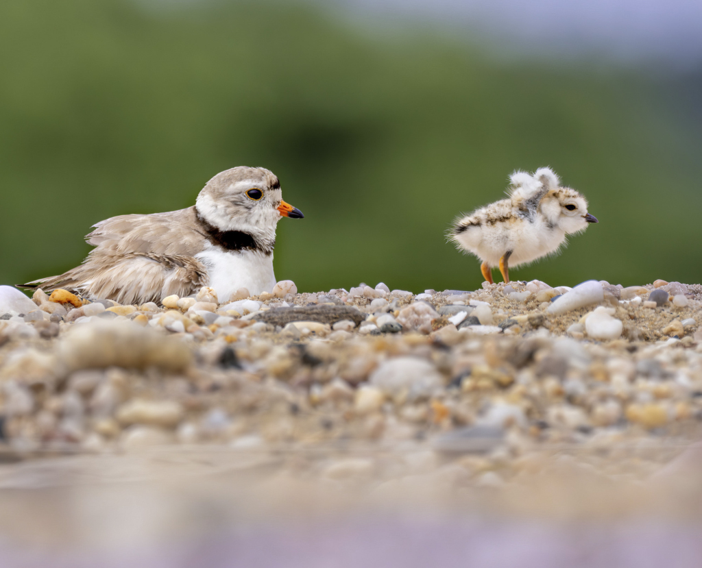 A Piping Plover and its chick rest on a rocky beach.
