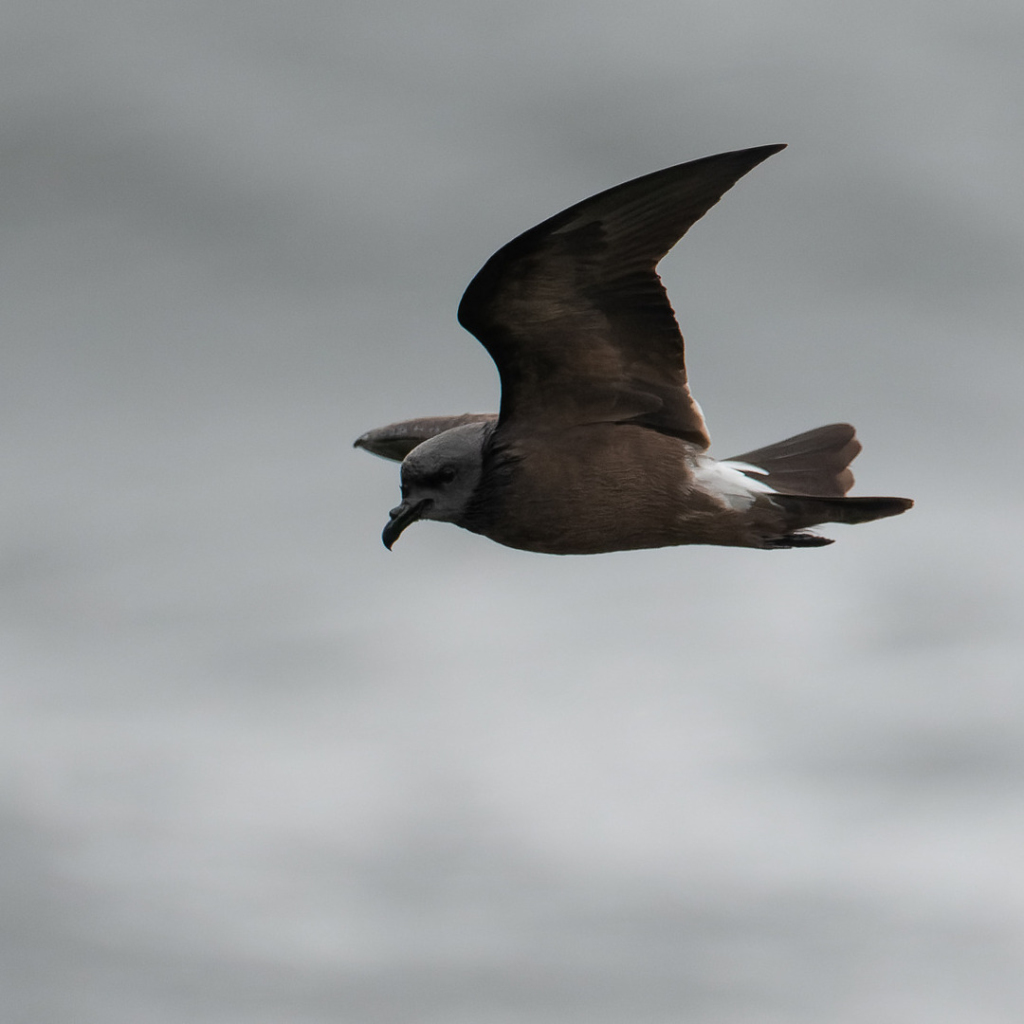 A Leach's Storm-Petrel in flight.