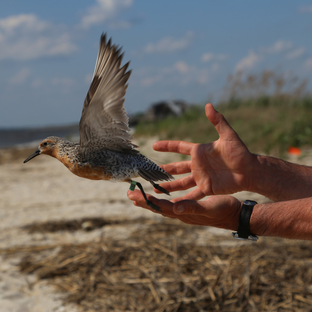A Red Knot with a Motus tracking tag is released.