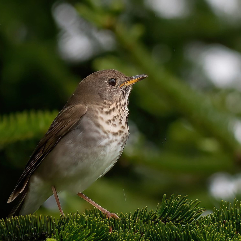 A Bicknell's Thrush perched in a spruce tree.