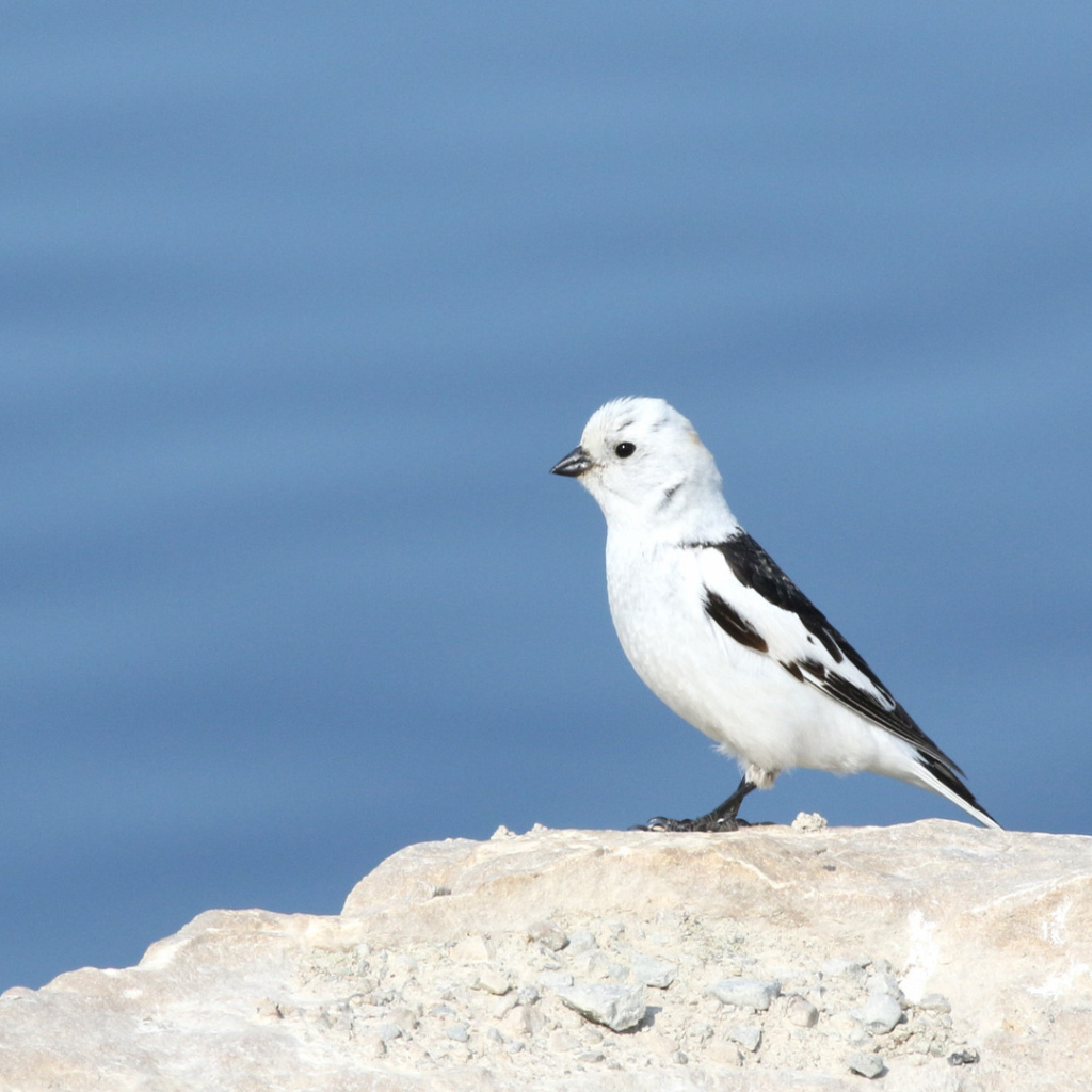 A Snow Bunting perched on a rocky outcrop by the water.
