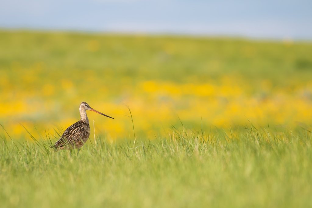 Une barge marbrée dans une prairie.