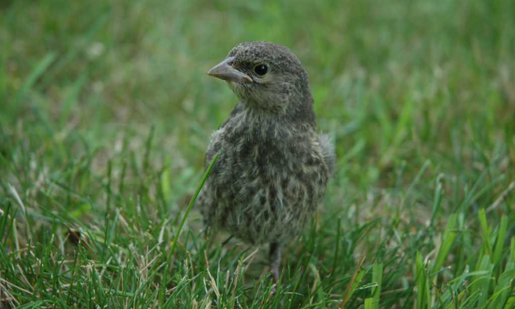A fledging Bicknell's Thrush on the ground.
