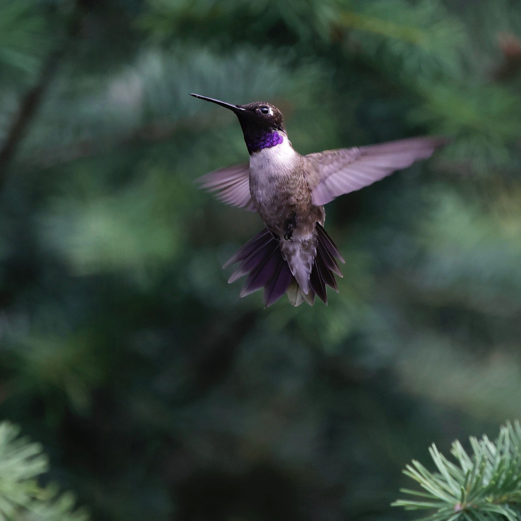 A Black-chinned Hummingbird in flight between spruce branches.