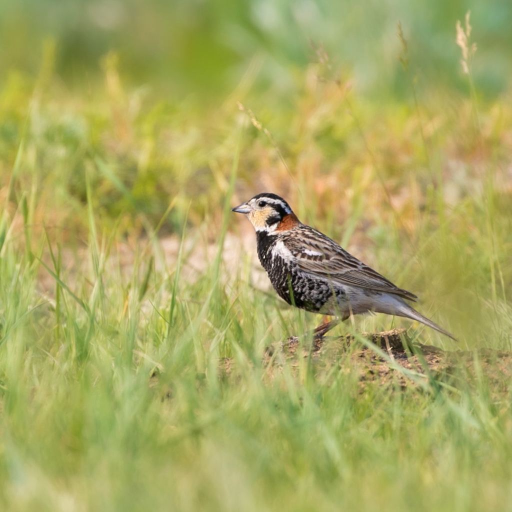 A Chestnut-collared Longspur in the grass.