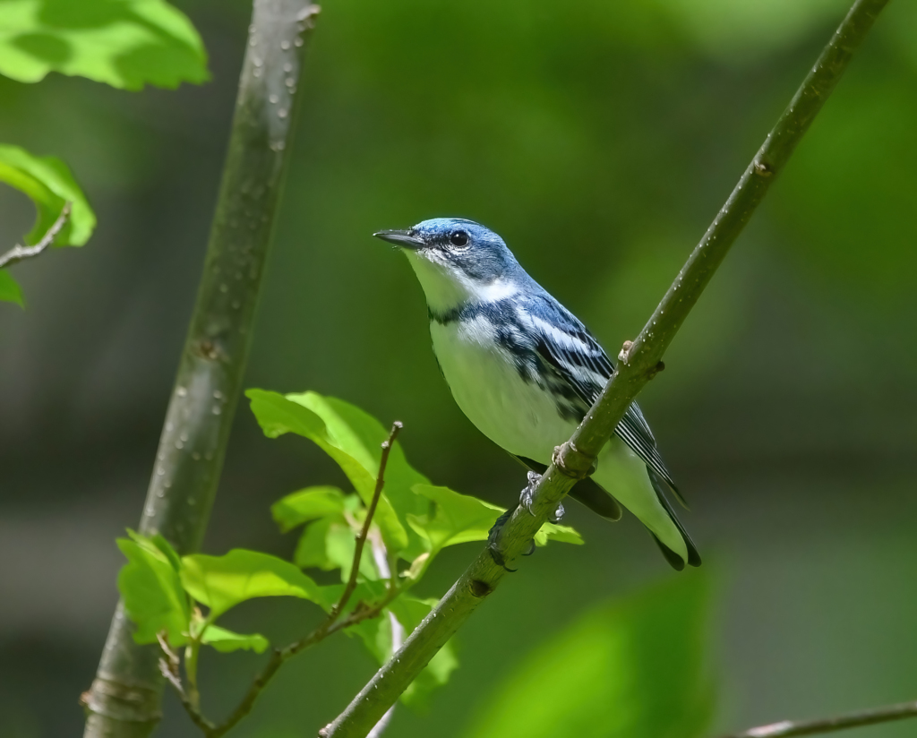 A Cerulean Warbler perched in a tree.