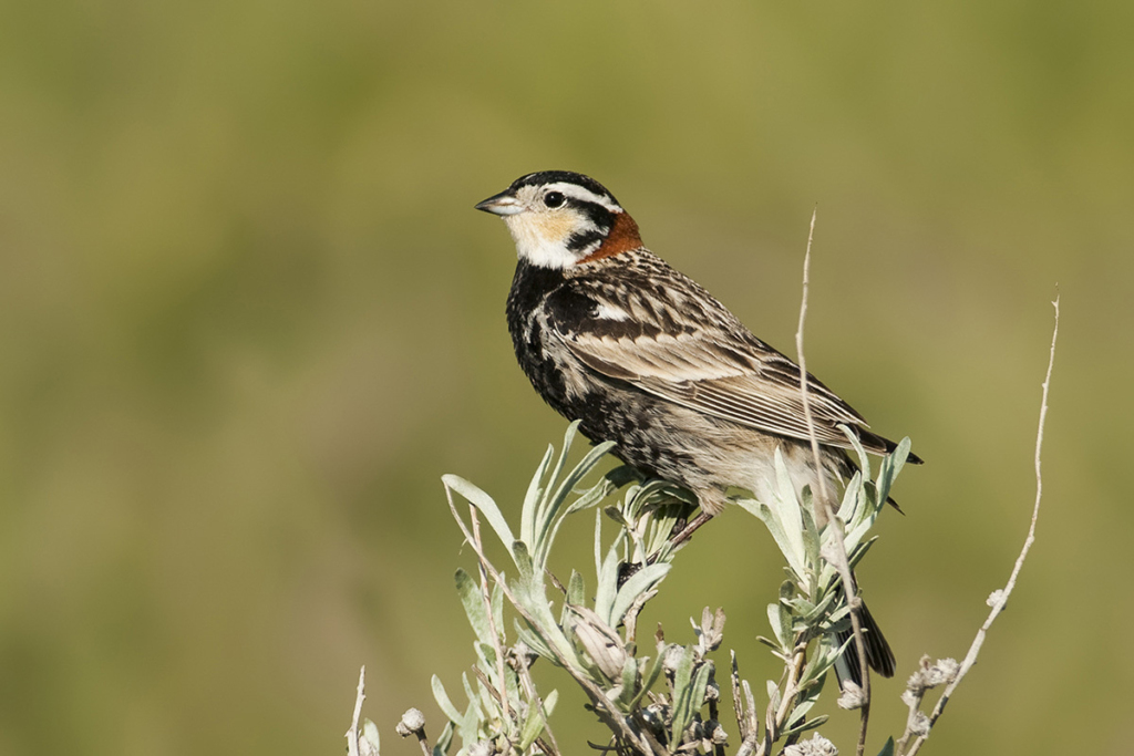 A Chestnut-collared Longspur perched on sagebrush.