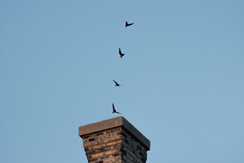 Chimney swifts entering a chimney