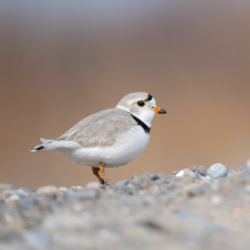 A Piping Plover standing on a rocky shore.