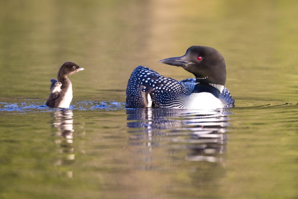 A Common Loon swims with its chick.