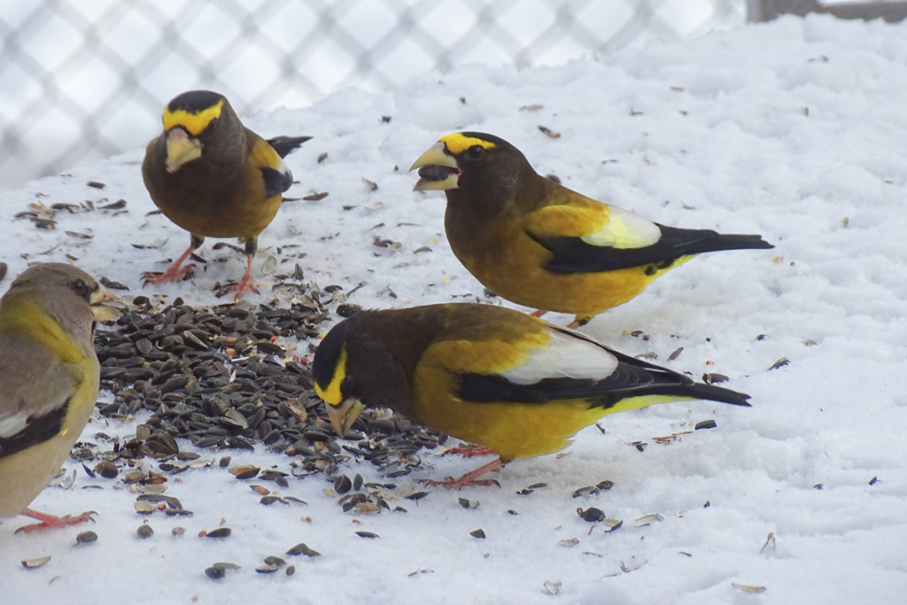 Une volée de gros-becs errants se nourrissant de graines dans la neige.