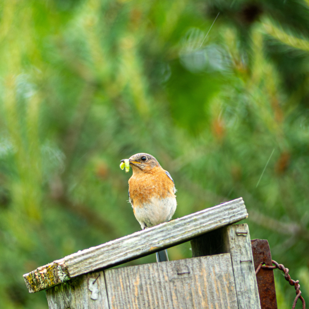 An Eastern Bluebird on a nest box.