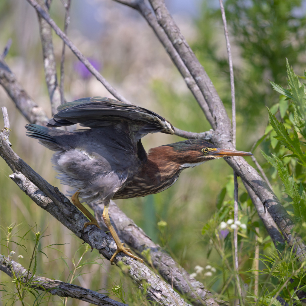 A Green Heron about to take off from a branch.