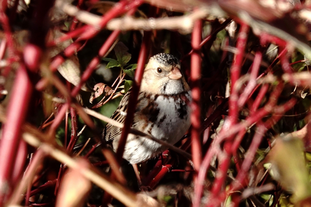 A Harris’s Sparrow peeks out from dense red vine branches, illuminated by sunlight. The bird’s white breast, streaked markings, and speckled crown stand out against the dark foliage and tangle of vivid red stems surrounding it.