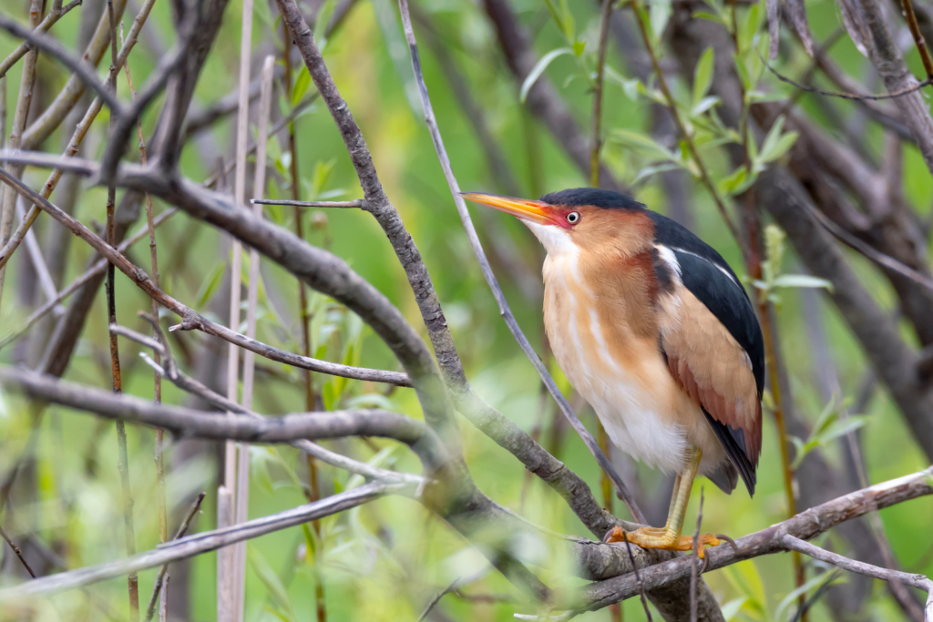 A Least Bittern perched in a tree