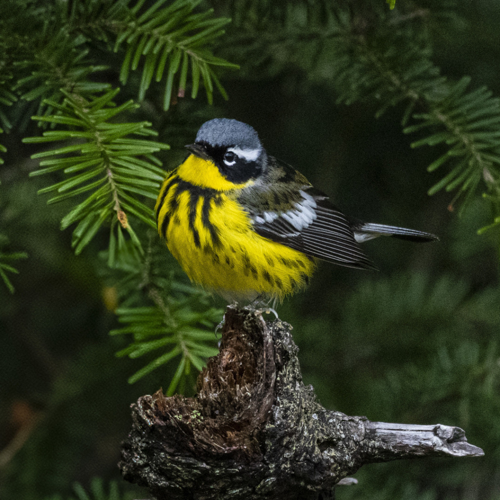 Une paruline à tête cendrée perchée sur une branche d'épicéa.