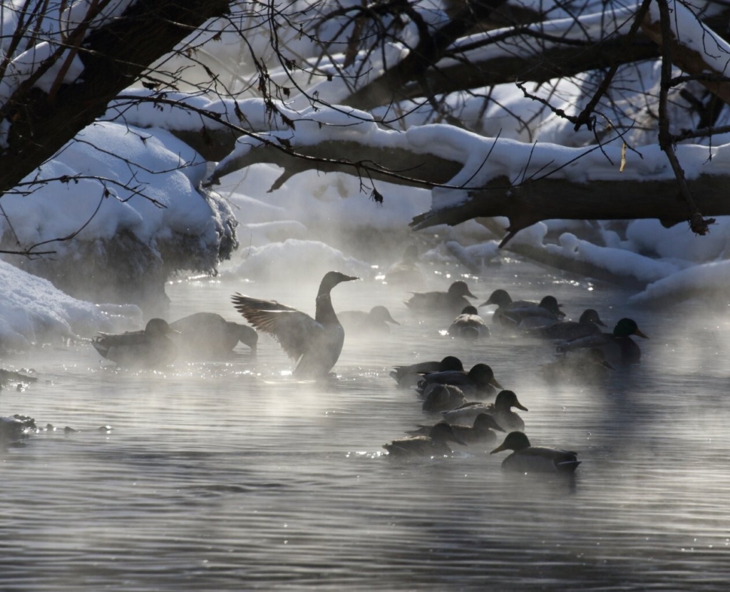 A flock of mallards swim in an icy creek.