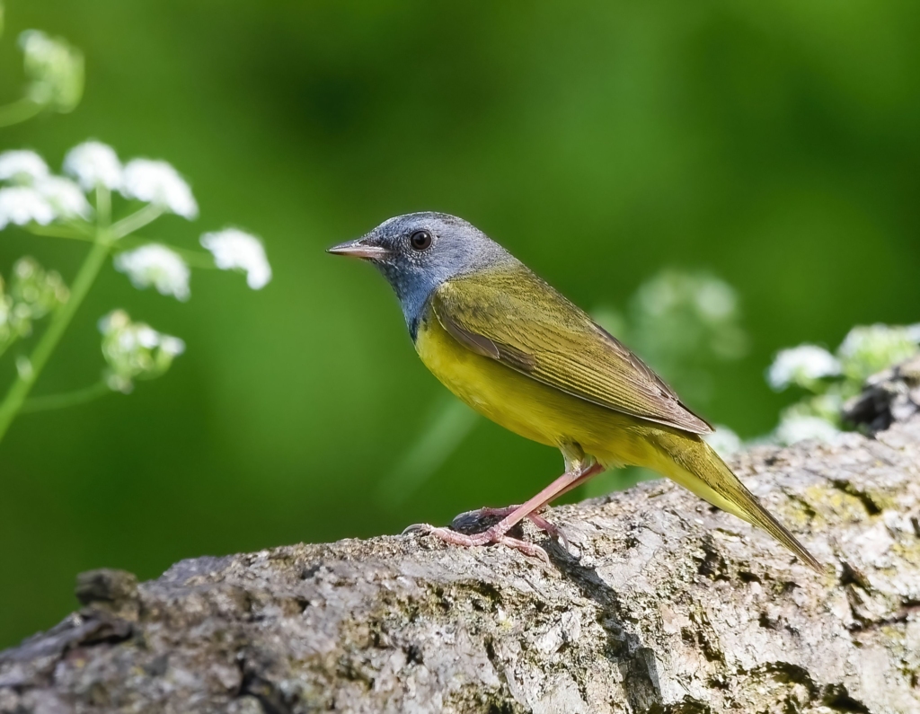 A Mourning Warbler perched on a branch.