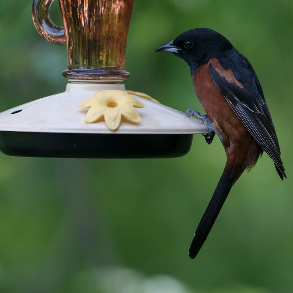 Un oriole des vergers mâle près d'une mangeoire à nectar.