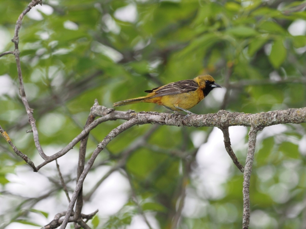 Oriole des vergers mâle immature perché sur une branche.