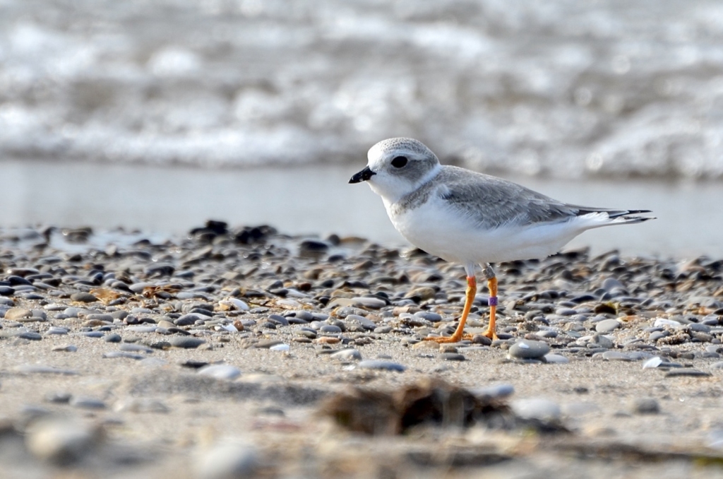 A Piping Plover stands on a rocky shoreline