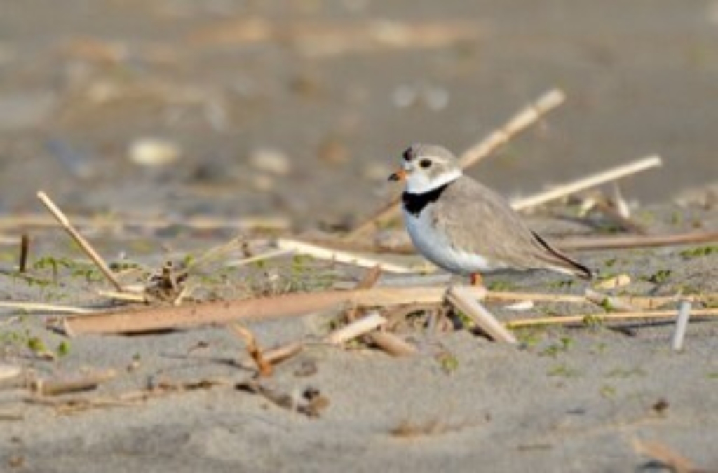 Un pluvier siffleur se repose sur une plage de sable.