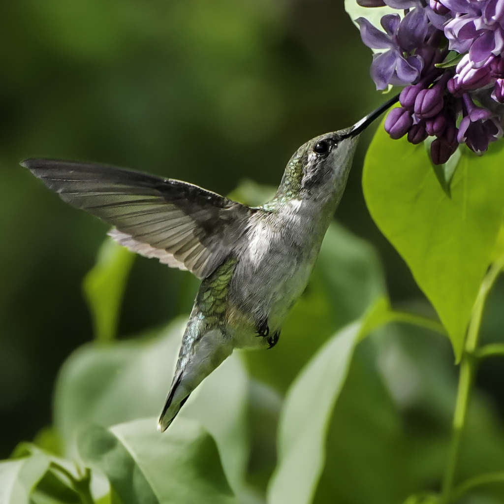 A Ruby-throated Hummingbird approaches a flower.
