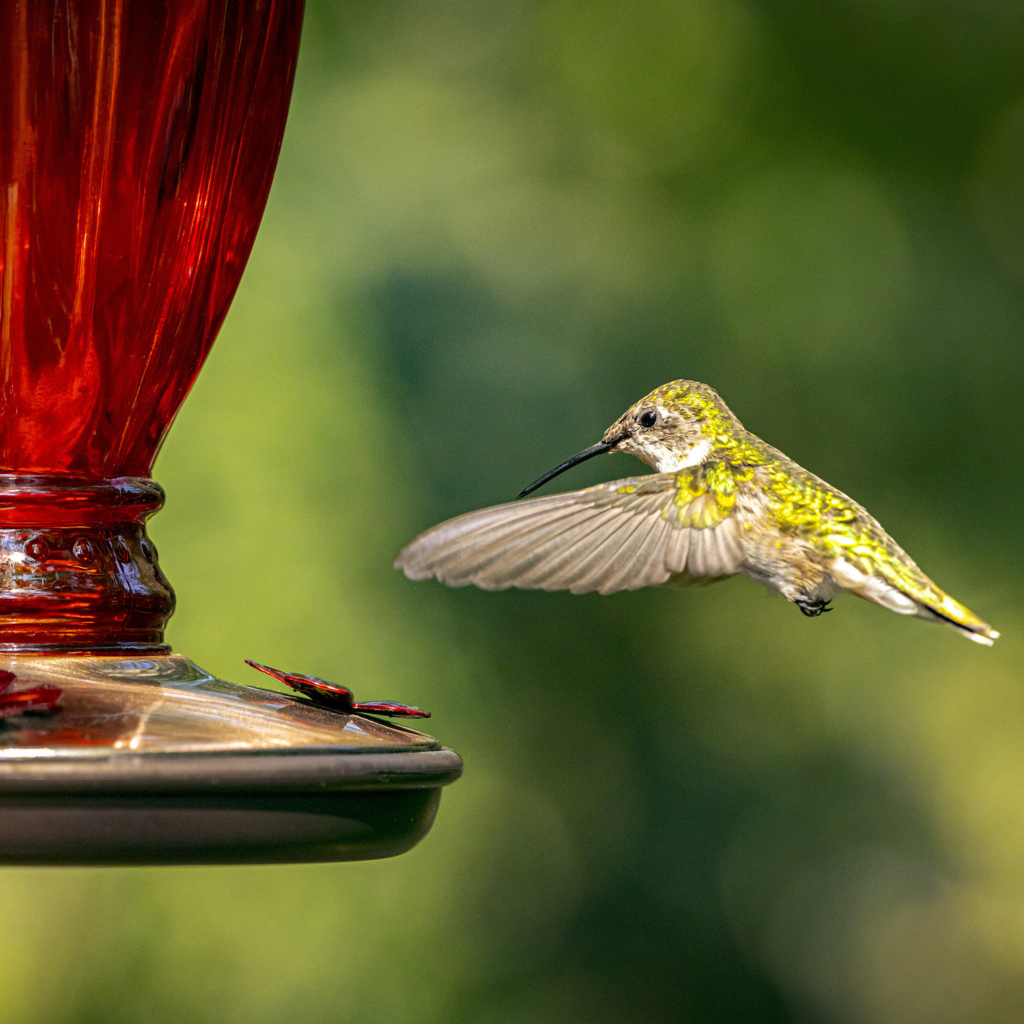 Un Colibri à gorge rubis s'approche d'une mangeoire à colibris.