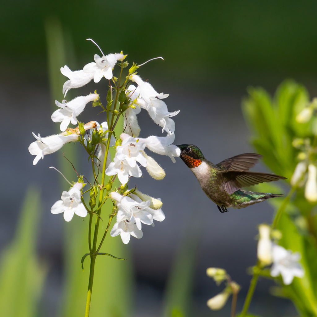 A Ruby-throated Hummingbird feeds from Foxglove Beardtongue flowers.