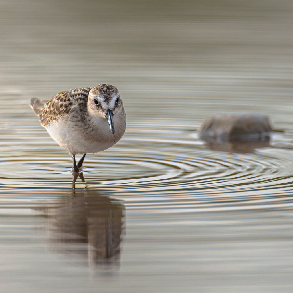 A Semipalmated Sandpiper wades in the shallows.