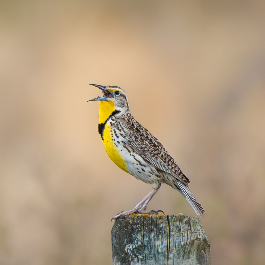A Western Meadowlark sings from a fence post.