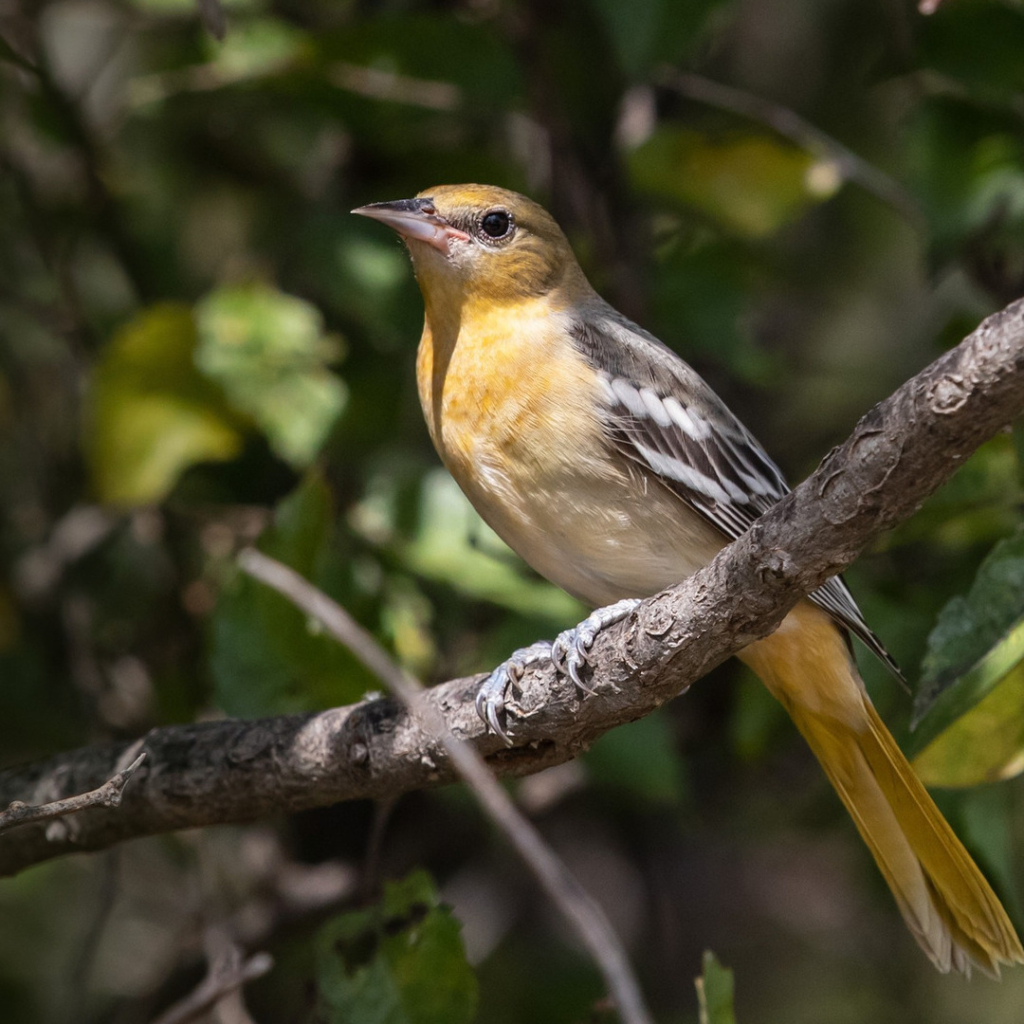Une femelle oriole de Bullock perchée dans un arbre.
