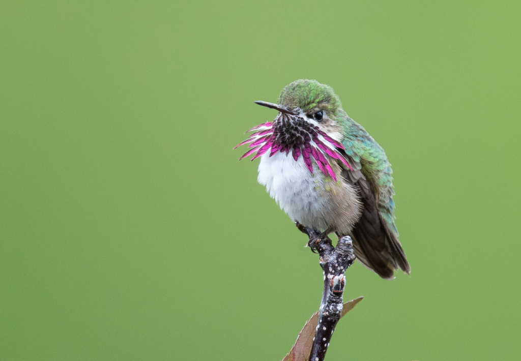 A Calliope hummingbird perched on a branch.