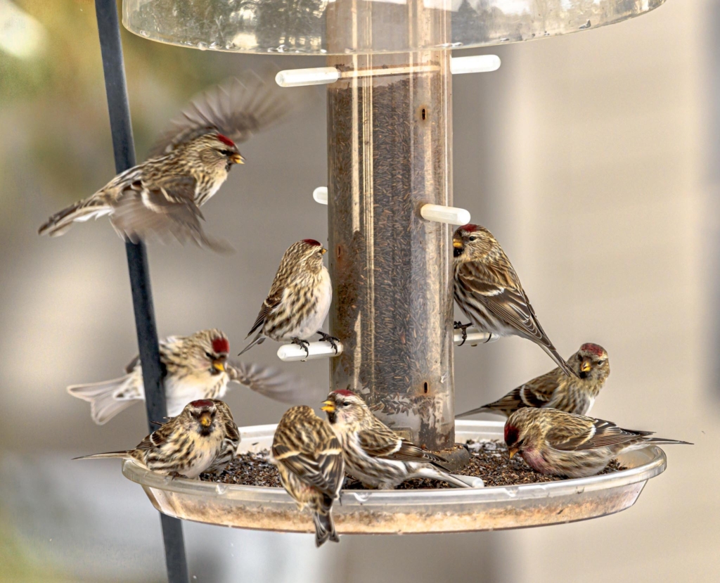 A flock of Redpolls eating seeds at a feeder.