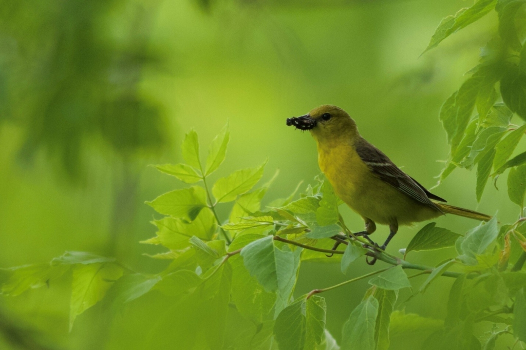 Une femelle oriole des vergers perchée dans un arbre, un insecte dans le bec.