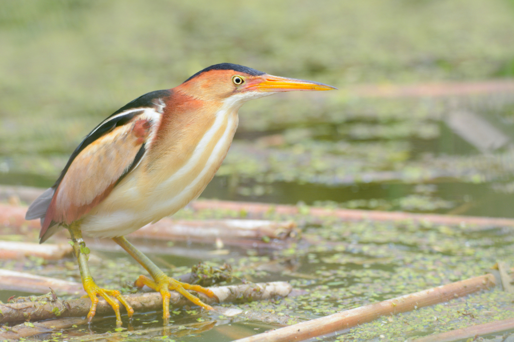 Un Petit Blongios est perché sur une branche flottante