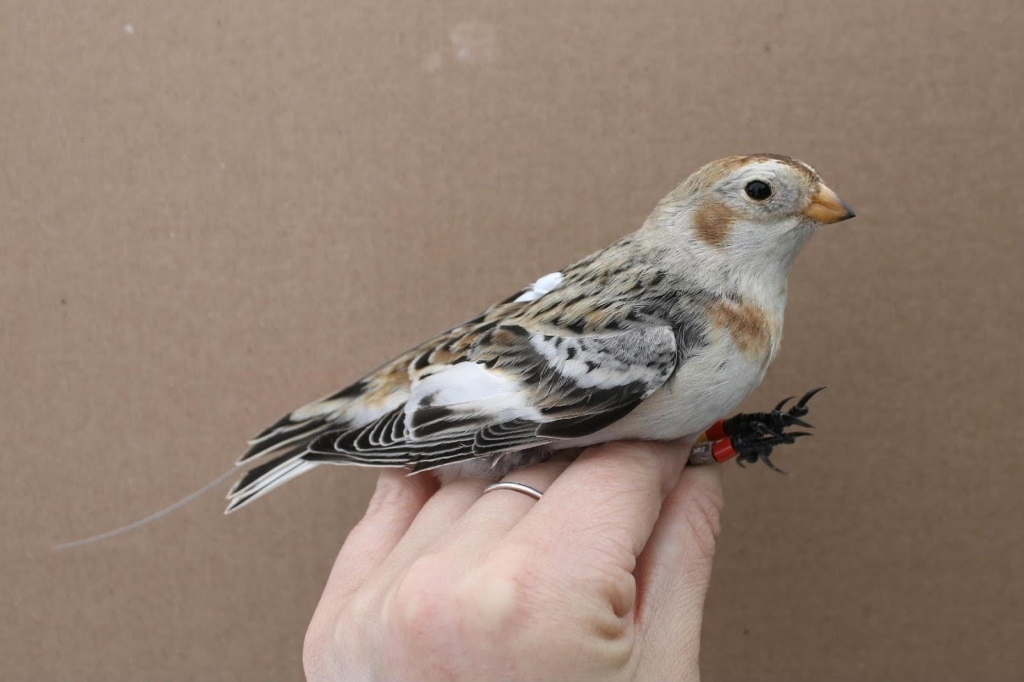 Un Plectrophane des neiges qui a été équipé d'un émetteur Motus dans le sud de l'Ontario durant l'hiver 2024.