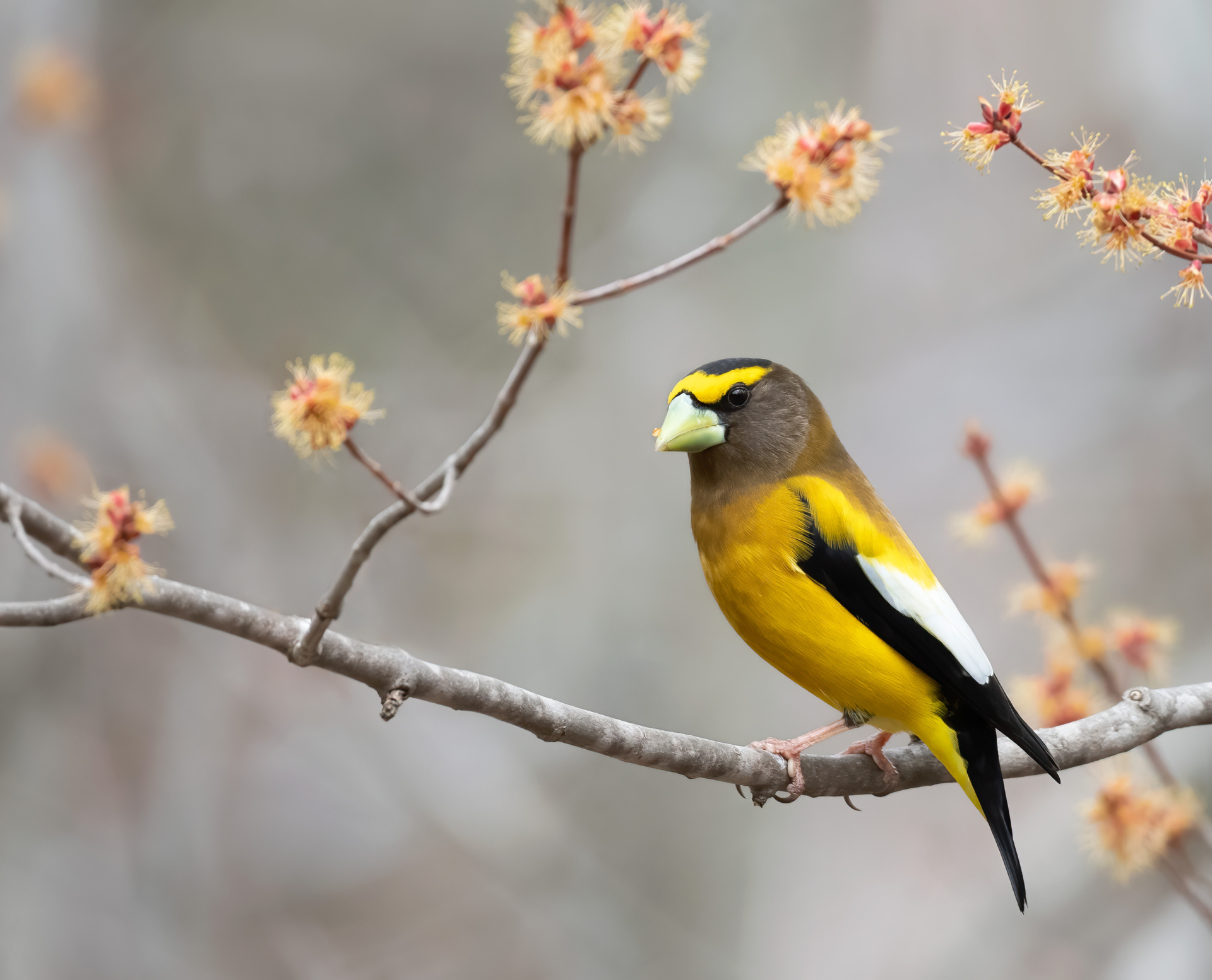 A male Evening Grosbeak perched on a flowering branch.