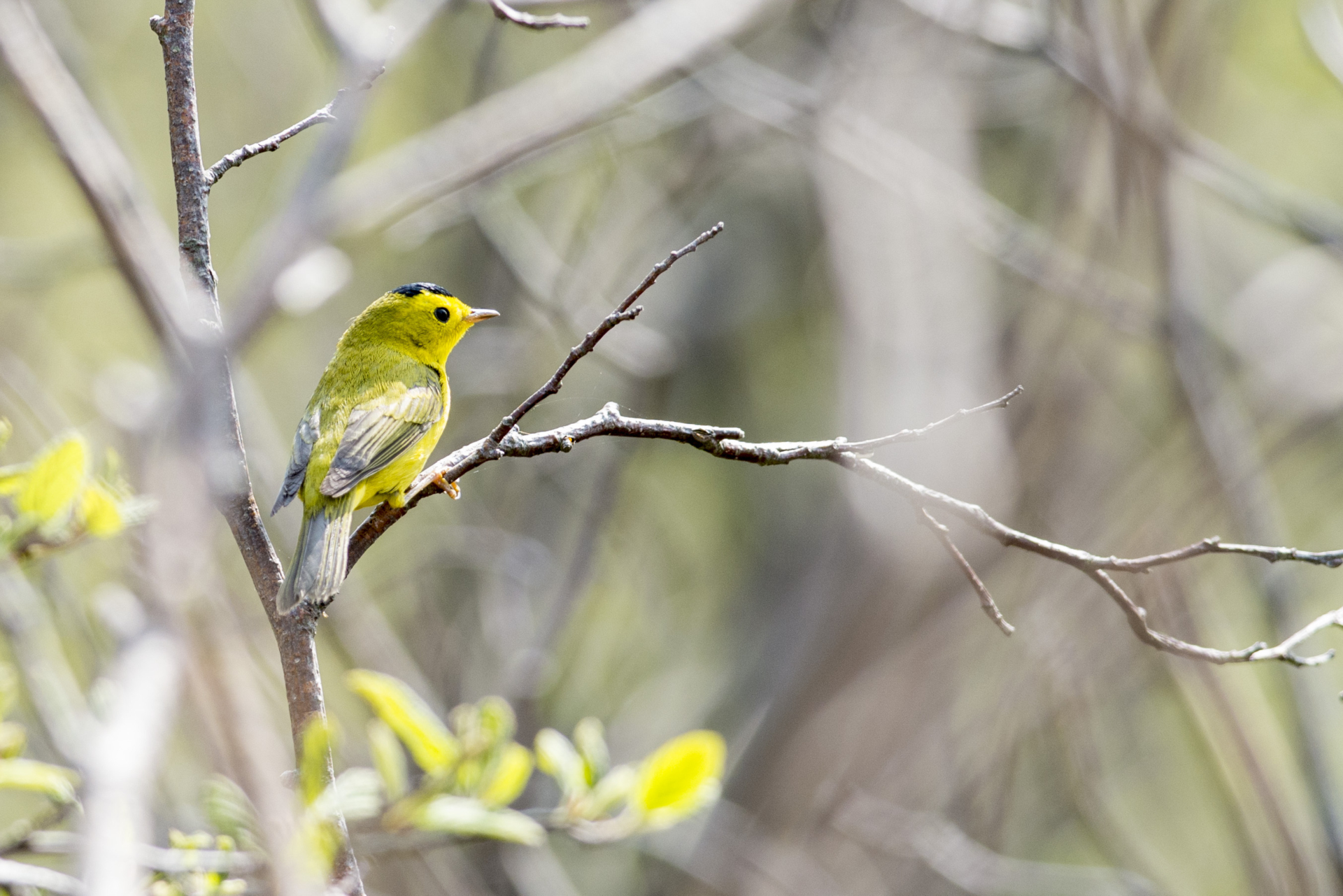 A Wilson's Warbler perched in a tree.
