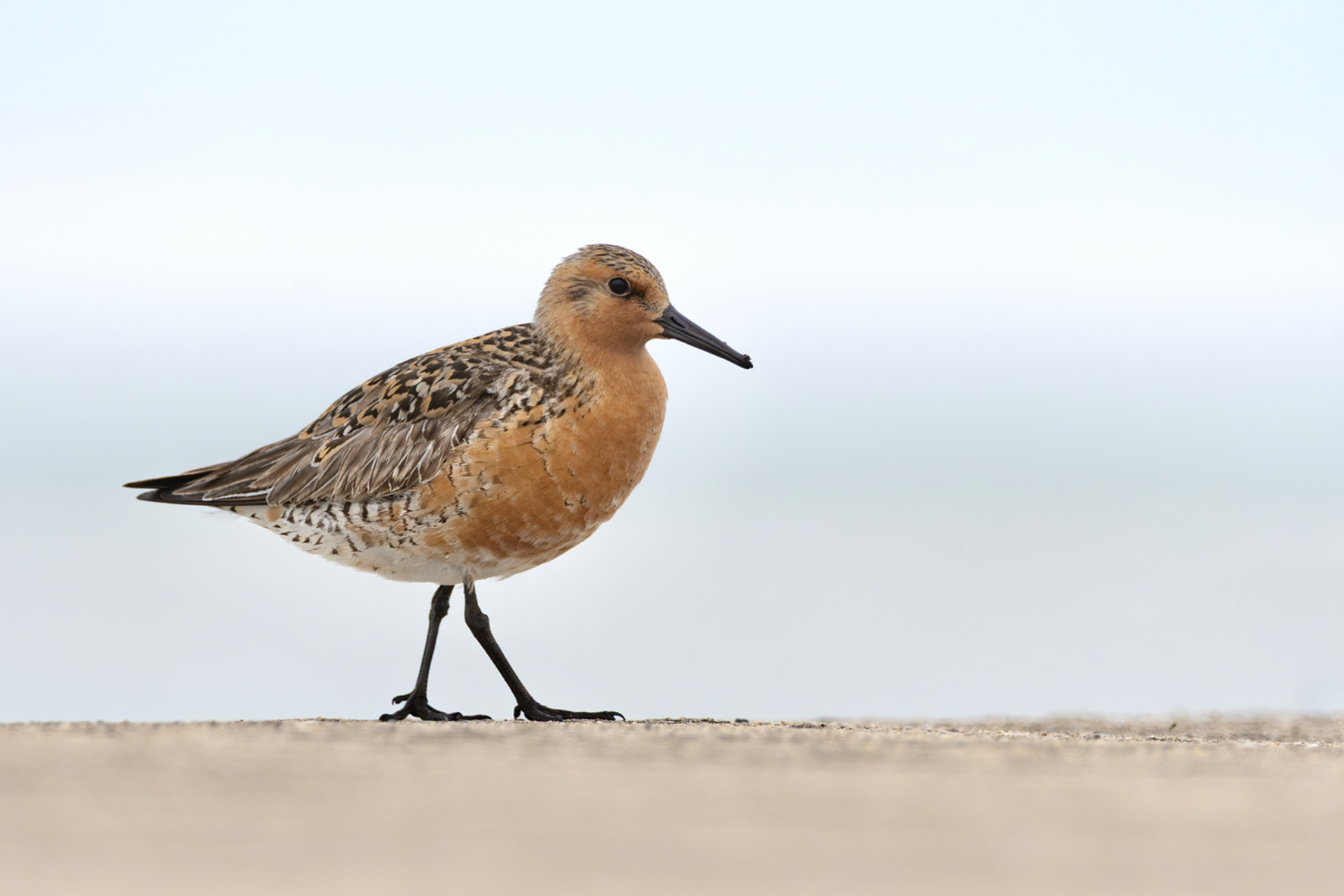 A Red Knot walks on the shore