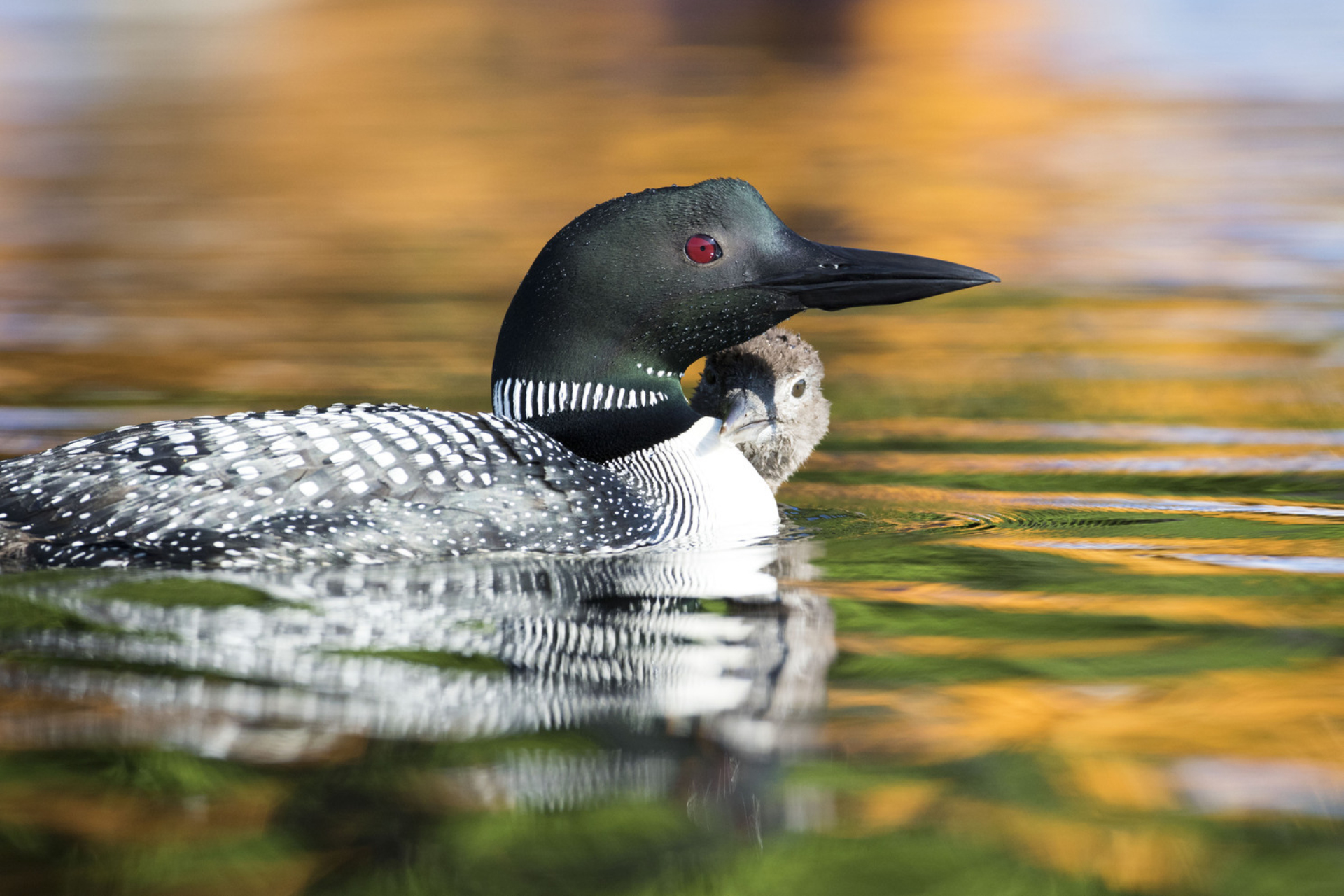 A Common Loon swims with its chick.