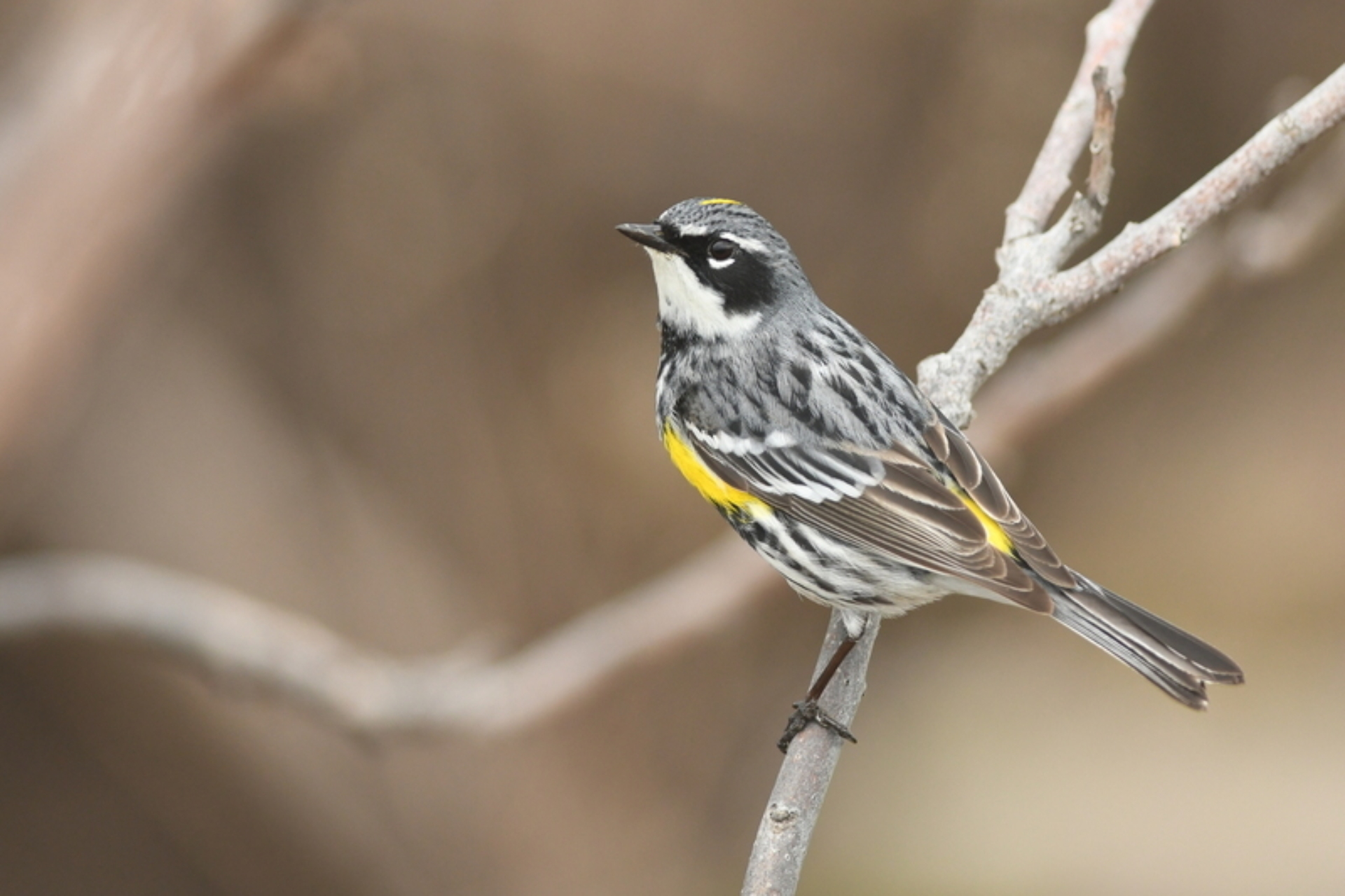 Une Paruline à croupion jaune perchée sur une branche d'arbre dénudée.