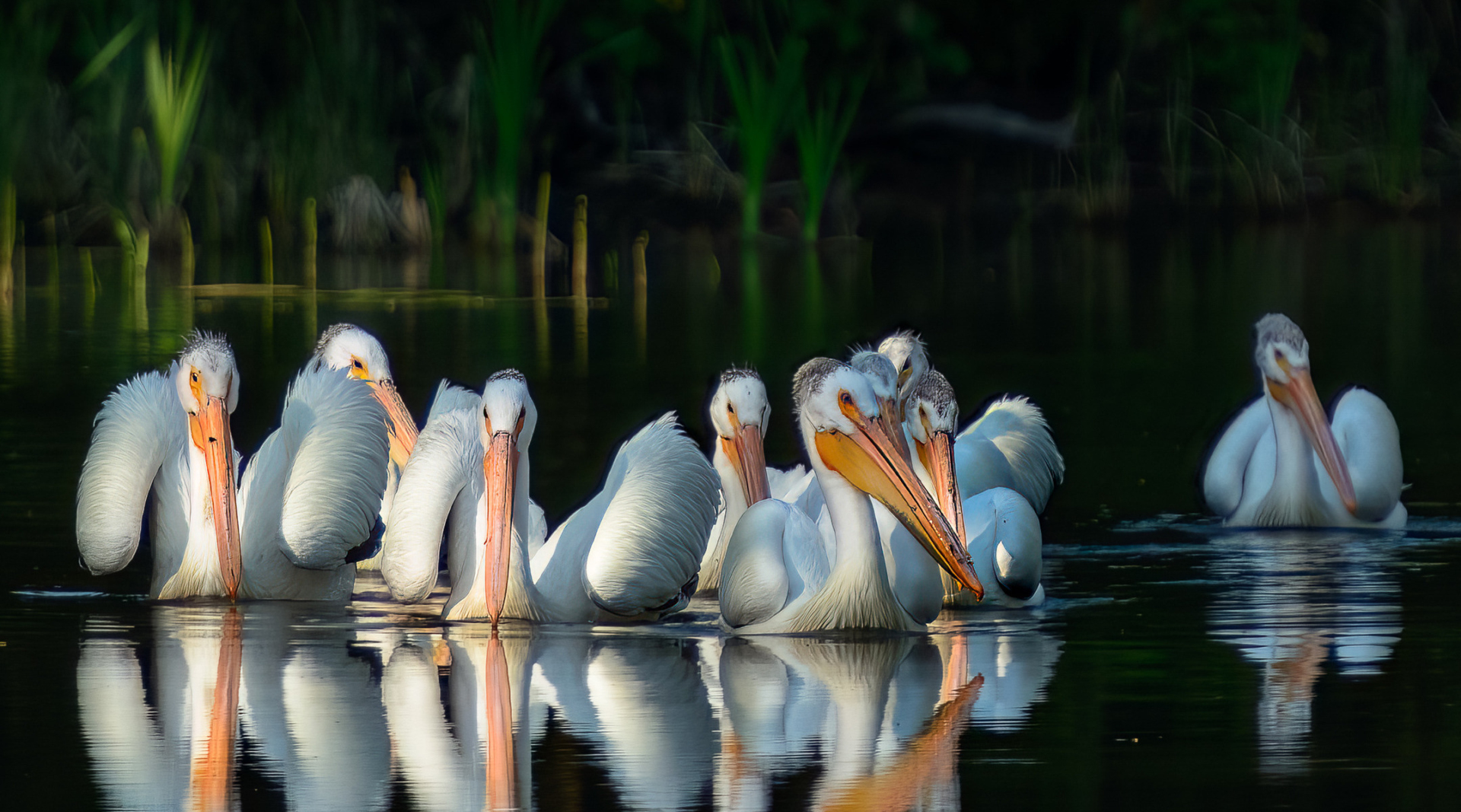 Flock of fishing White Pelicans at the edge of morning light. Waskesiu River, Prince Albert National Park, Saskatchewan, Canada. 23 June 2015