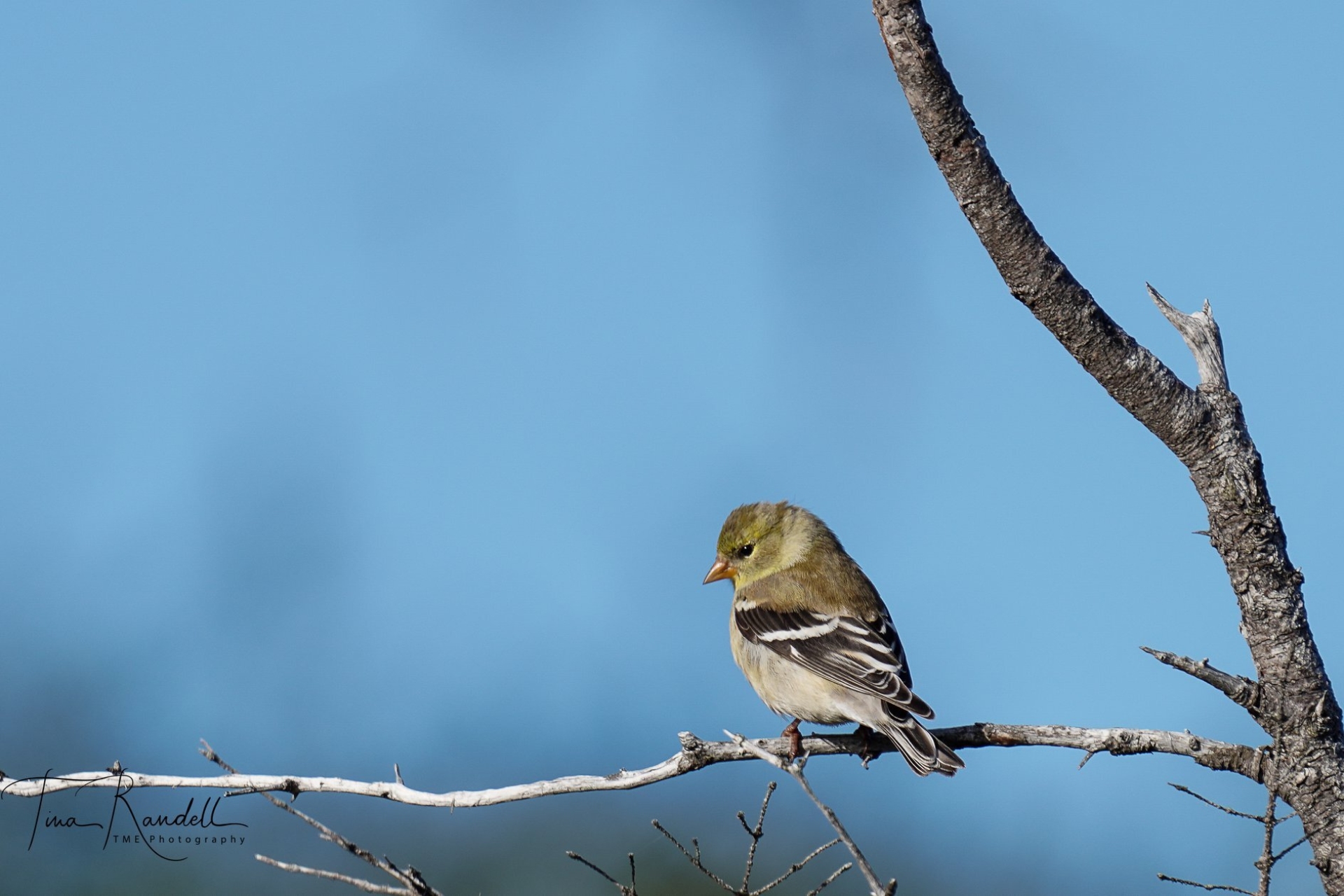 An American Goldfinch perched in a tree.