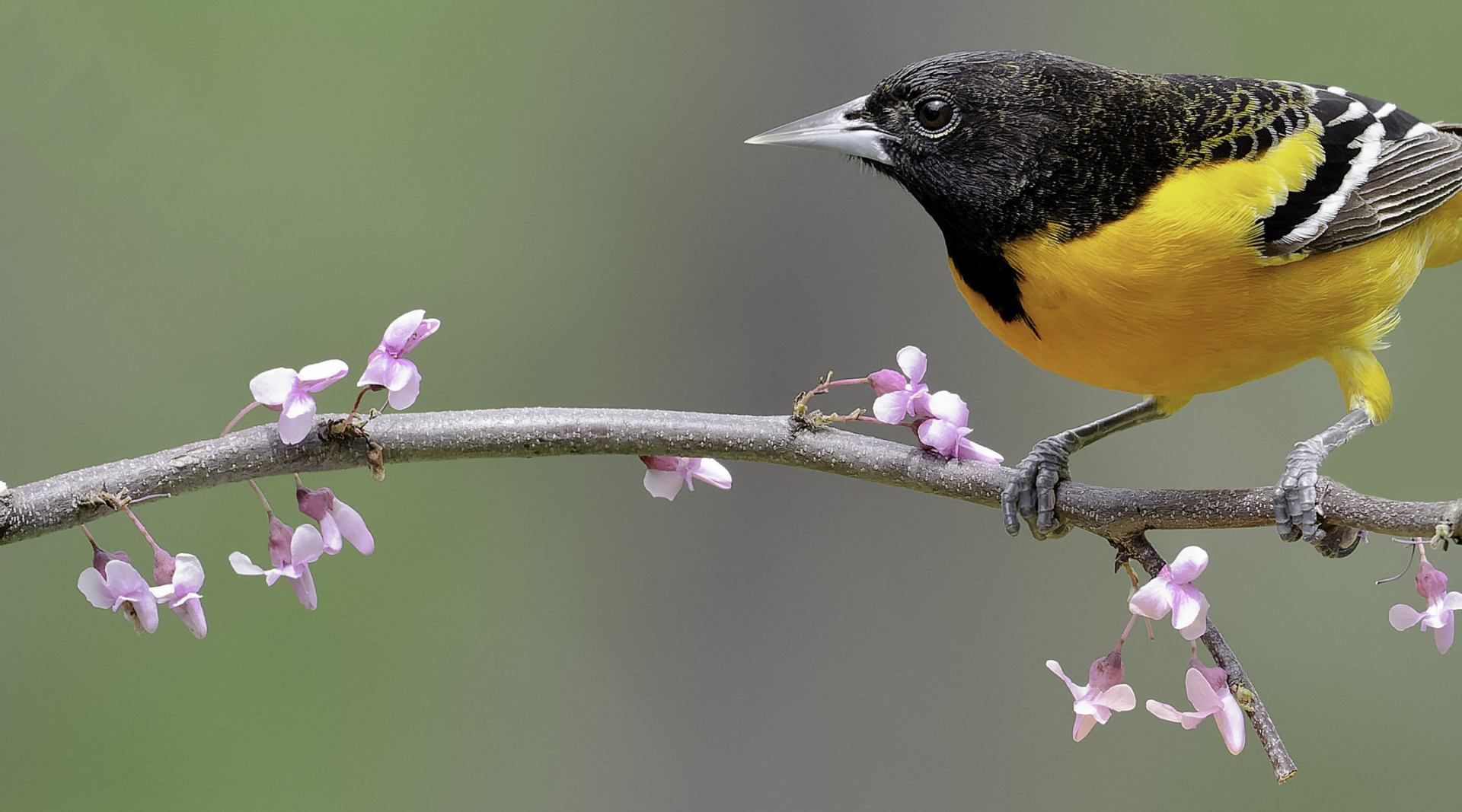 A Baltimore Oriole perched on a flowering branch.