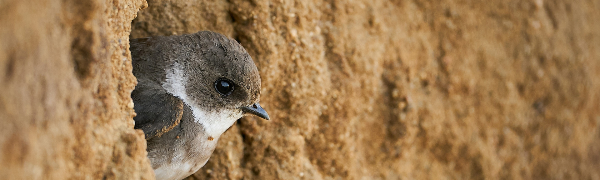 Hirondelle de rivage (Riparia riparia) devant son trou de nidification. Magnifique oiseau au lever du soleil. Scène de vie sauvage dans la nature.
