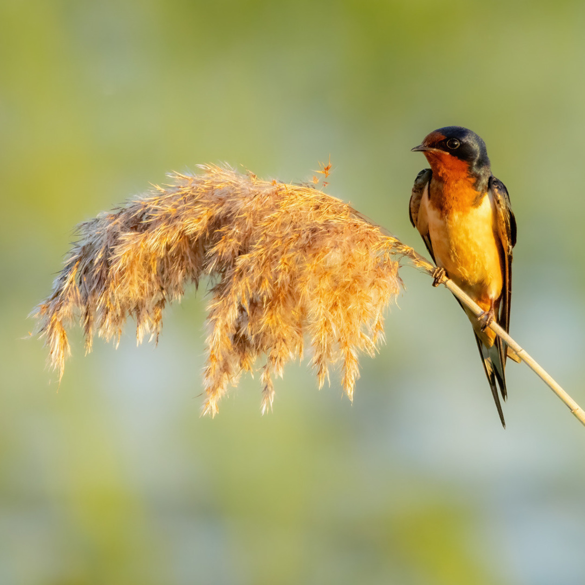 A Barn Swallow perched on a reed.