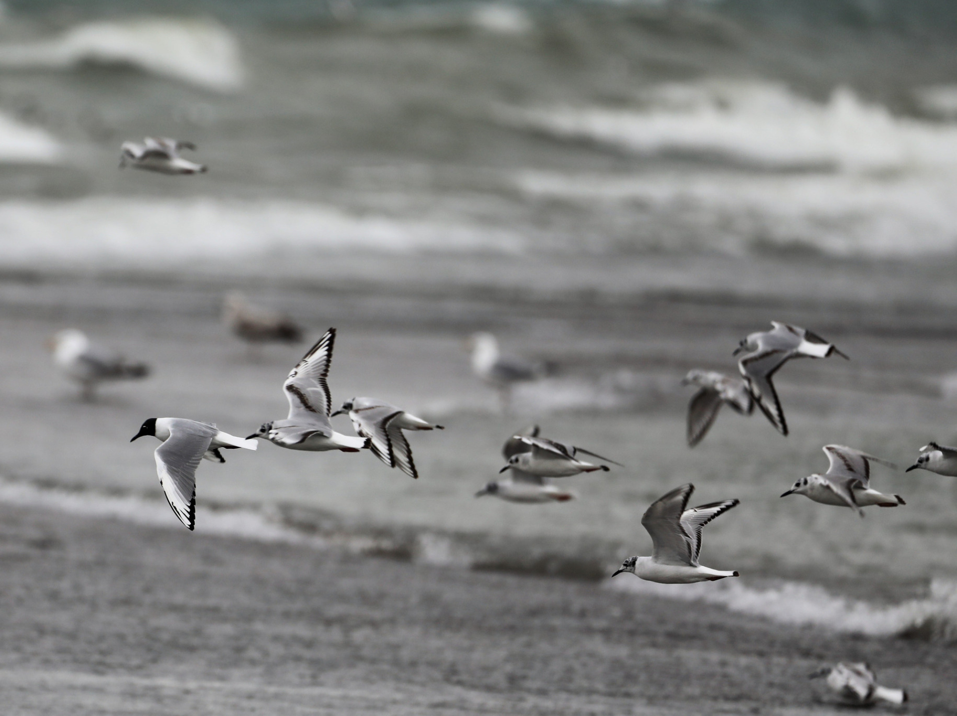 A flock of Bonaparte's Gulls fly by the shoreline.